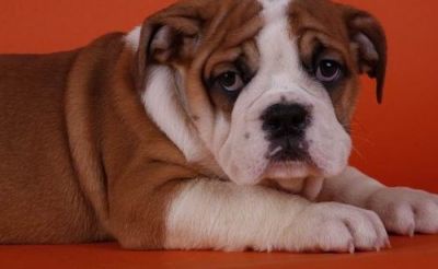 Adorável bulldog suculentas precisam de um novo lar.