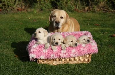 Filhotes de labrador creme bonitas
