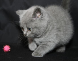 British cabelo curto gatinhos Bred baseado em grande conformação,