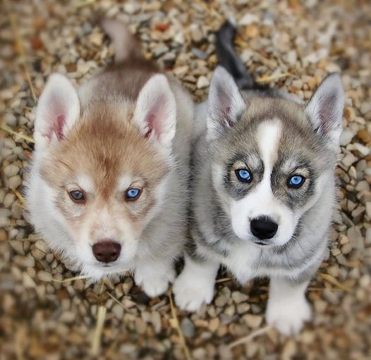 Filhotes de Husky Siberiano