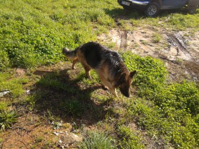 labradores entrega imediata -- exelentes 