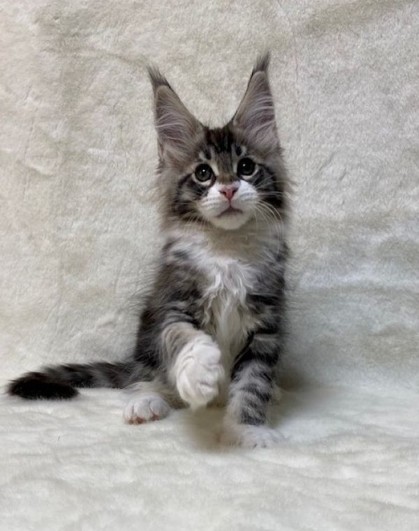 Gatinhos Maine Coon fantásticos