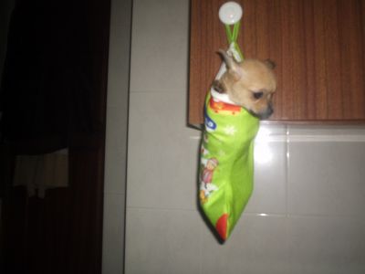 CAES varias raças miniaturas