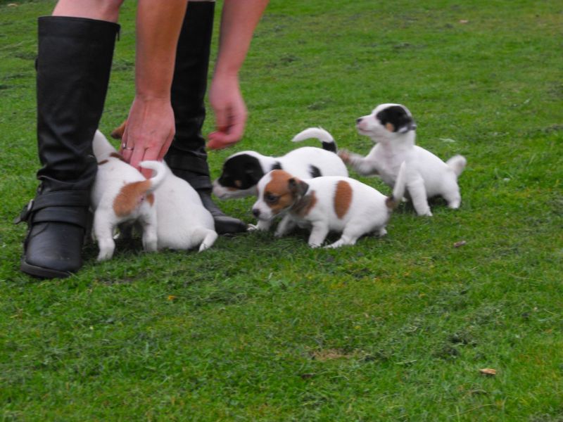 Ninhada de Jack Russel Terrier 