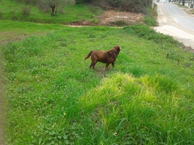 LABRADORES RETRIEVER 
