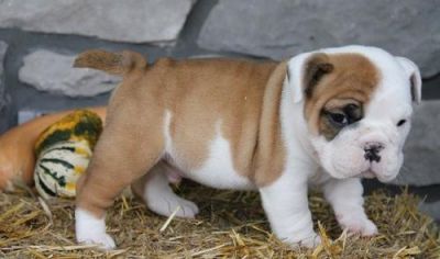 Inglês bulldog cachorrinhos pequeninos