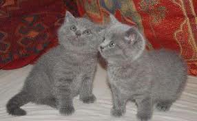 Masculina Lovely and britânico do cabelo curto feminino para adoção.