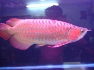 Qualidade asiático vermelho Arowana peixes e muitos outros para venda