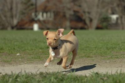 Chihuahua filhotes para adoÃ§Ã£o