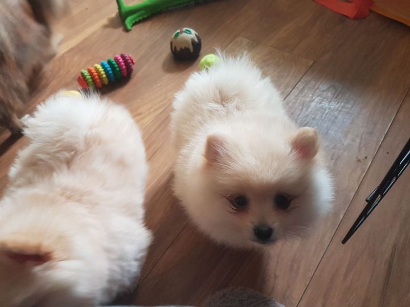 Filhotes de pomeranian excelência