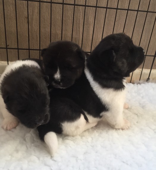 Akita Filhotes 10 / semanas