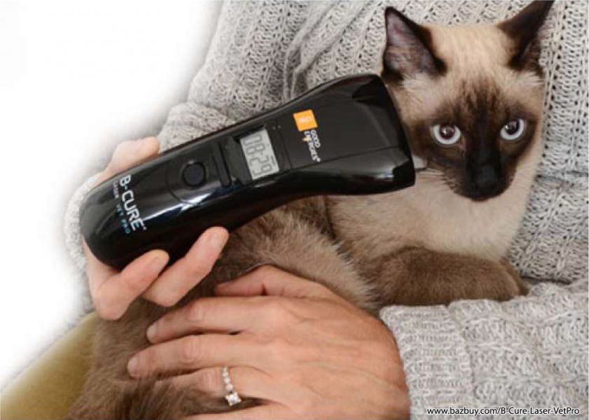 B-cure Laser - Veterinary medicine