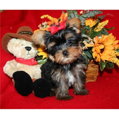 Yorkshire Terrier para adoção