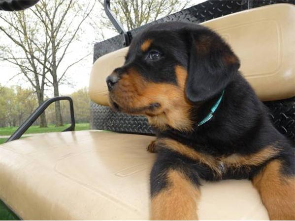 !!lindo 2 filhotes ROTTWEILER parra apdocao!!a