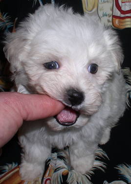 adoráveis ​​filhotes de cachorro maltês