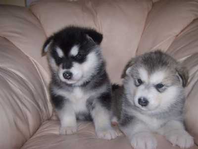Alaskan Malamute filhotes