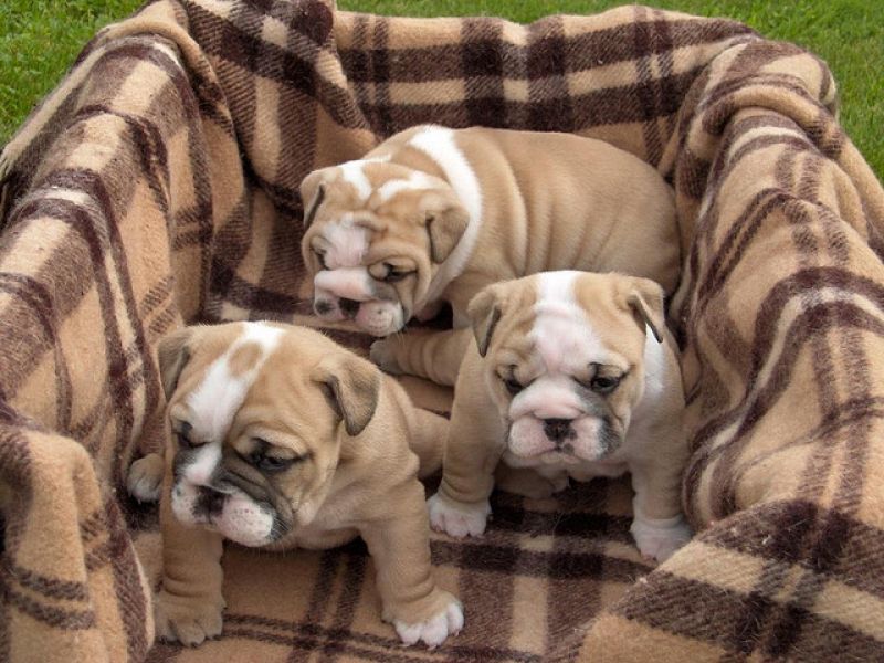 Filhotes de Bulldog Inglês