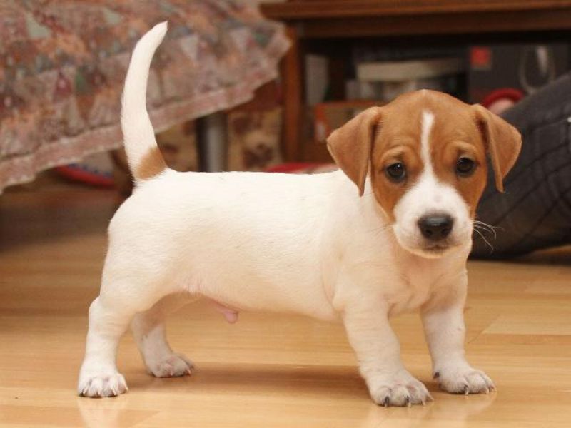 Filhotes Jack Russel àvenda