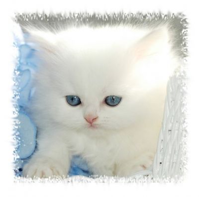 masculino e feminino gatinhos persa