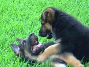 Pastor Alemão do Criador