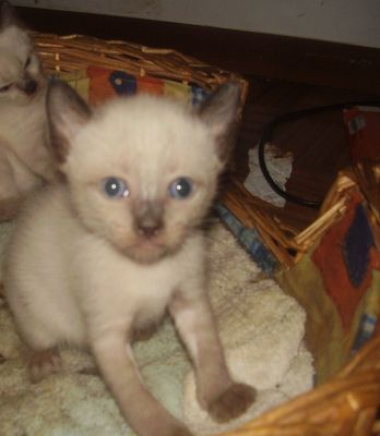 Siamesas Gatinhas