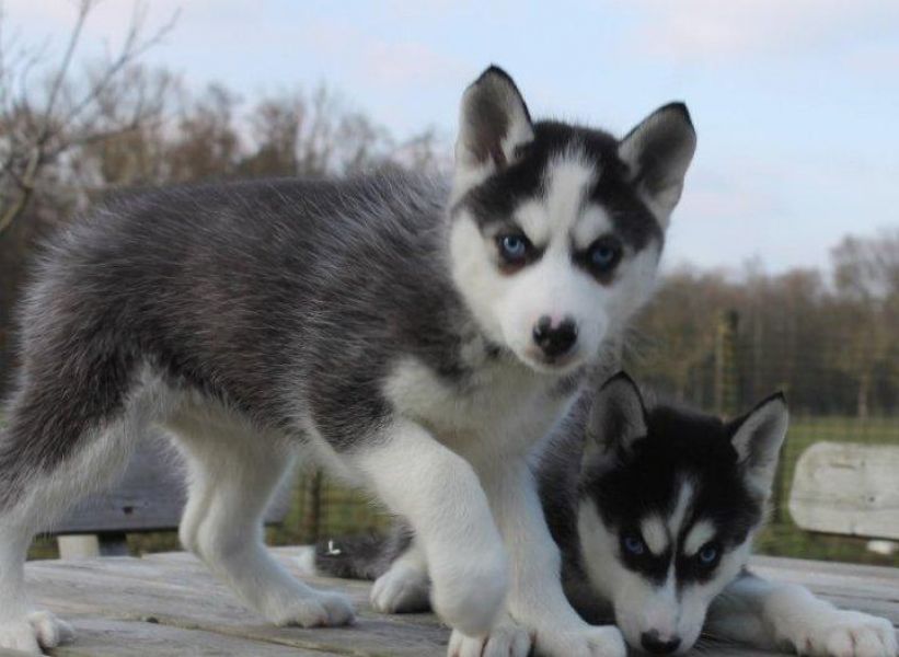 Gratis FILHOTES DE husky siberiano bom lar macho e fêmea.