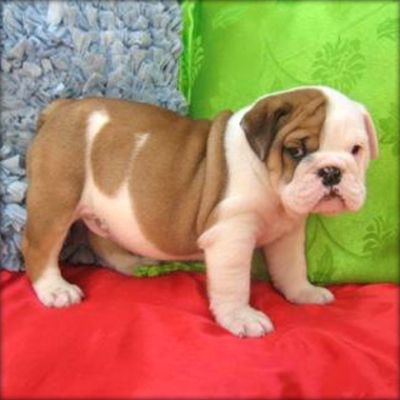 bebê Inglês bulldogs cachorros para ir adoção.