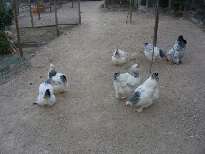 ovos de galinhas brahmas