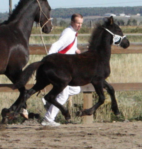 Machos e fêmeas filhotes de cavalo Friesian lindos disponíveis para adoção