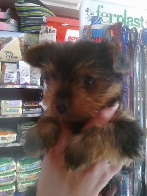 Yorkshire Terrier para venda