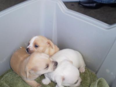 Chihuahua cachorro com papÃ©is