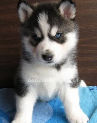  Adoráveis ​​filhotes Husky Siberiano