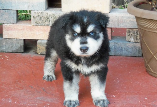 Siberiano Husky cachorros
