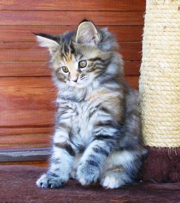 Gatos de raça Maine Coon
