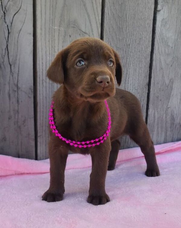 Adorável labrador retriever