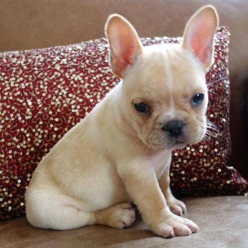Masculino e feminino francês bulldog cachorros para adoção