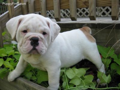 Bulldog Inglês filhotes, 