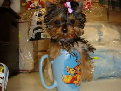  Adorável yorkshire terrier filhotes‏
