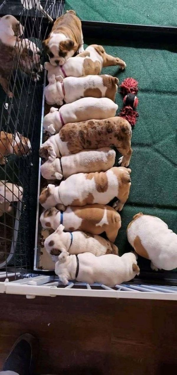 Filhotes de bulldog inglês