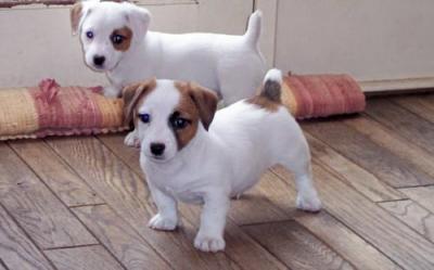 bonitos Jack-Russell Filhotes