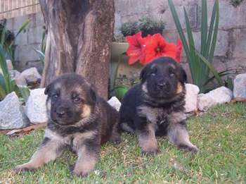 Pastores alemaes de qualidade  com pediggre 