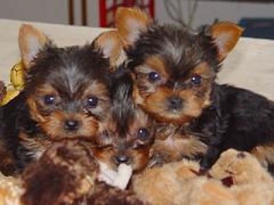  Bela xícara de chá Yorkie cachorros para adopção
