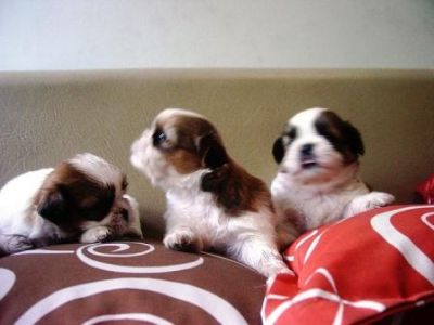 Cães de raça shih-tzu 