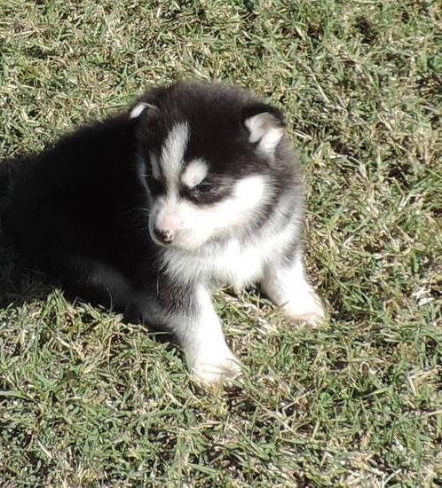 Filhotes Husky Siberiano para adoção