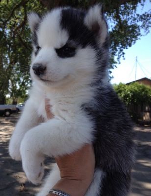 pedigree filhotes husky siberiano disponíveis