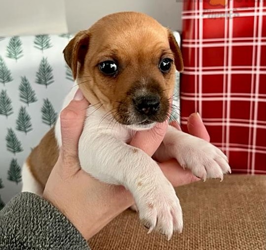 ##Filhotes Jack Russel disponíveis,