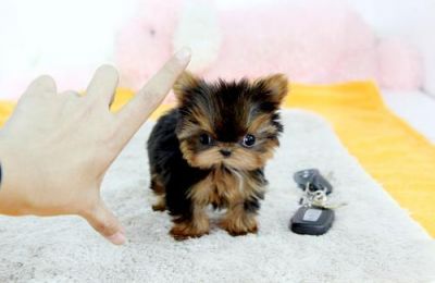 Yorkshire Terrier Cachorros