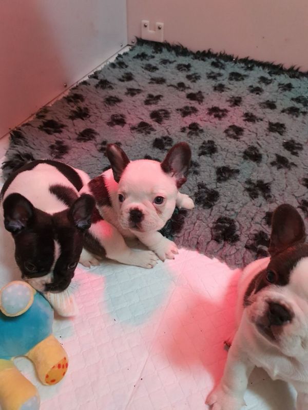 Filhotes de buldogue francês.