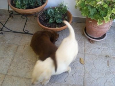 labradores entrega imediata -- exelentes 