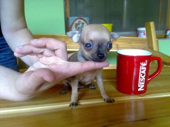 Filhotes de cachorro bonitos de chihuahua disponíveis.